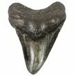 Bargain, Fossil Megalodon Tooth - Georgia #64547-1